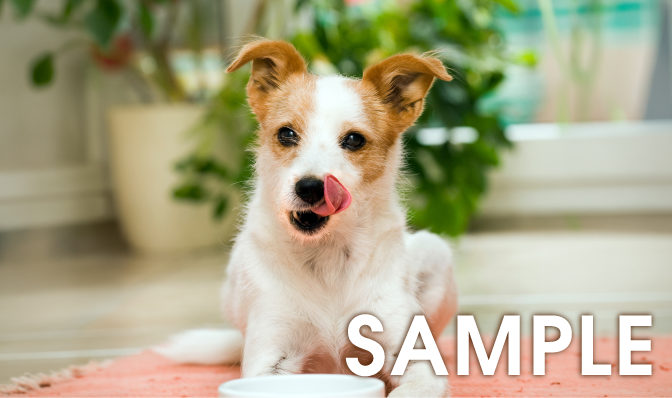 今月のahamo公認アンバサダーSAMPLE