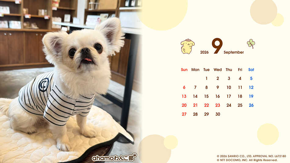 2026年9月ポムポムプリン